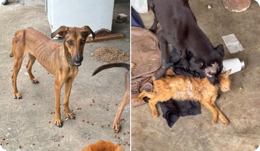 Mulher e 100 animais são encontradas em cárcere privado e uns comendo aos outros (RR)